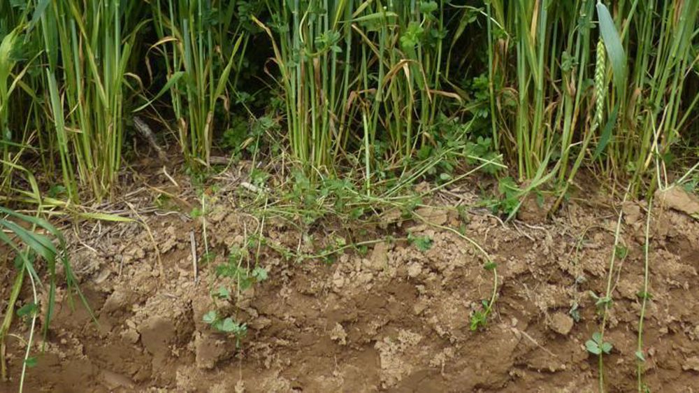 Profil cultural de blé en semis direct. © Ana Cassigneul